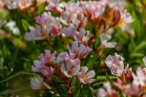 Selective Focus Shot Oleanders Nerium Oleander Blooming Sunlight — Foto Stock