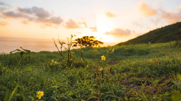 野生の緑の牧草地の上に明るい夕日の空 — ストック写真