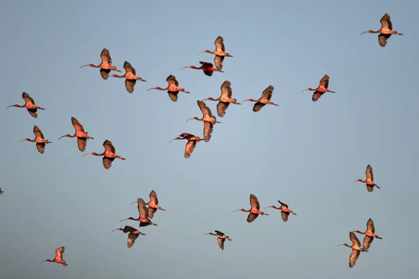 Vacker Bild Scharlakansröda Ibises Flygning Ljusblå Himmel Bakgrund — Stockfoto