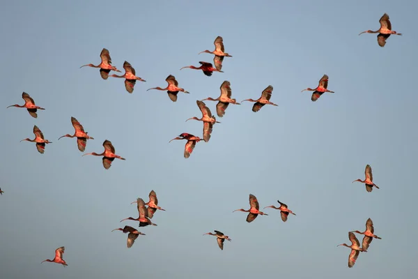 Krásný Záběr Šarlatové Ibises Letu Světle Modré Obloze Pozadí — Stock fotografie