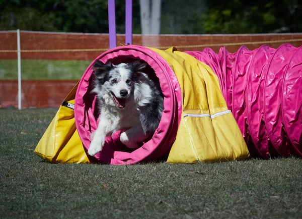 Merle Border Collie在试跑障碍跑道上冲刺 — 图库照片