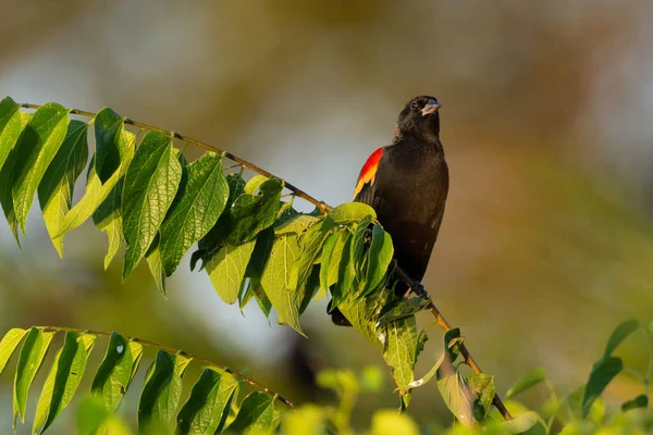 Selective Focus Shot Red Winged Blackbird Agelaius Phoeniceus Perched Branch — Foto de Stock