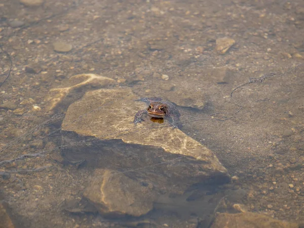 Cane Toad Spawning Pond Its Natural Habitat Spring — Stock Photo, Image