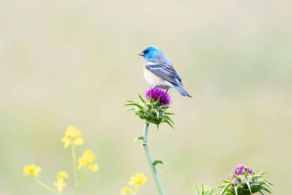 Beautiful Shot Lazuli Bunting Bird Sitting Thistle Plant Singing — Stock Photo, Image