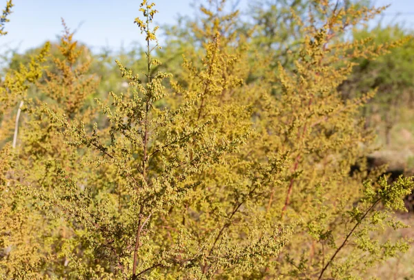 Plantas Silvestres Artemisia Annua Las Montañas Provincia Córdoba Argentina — Foto de Stock