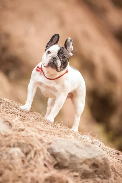 Lovely French Bulldog Play Pose Forest — Stock Photo, Image