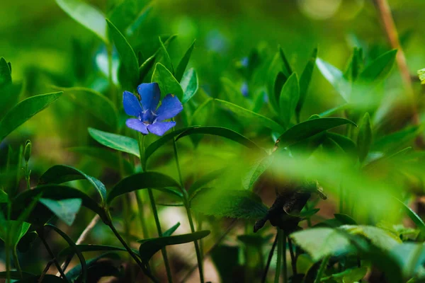 Closeup Shot Myrtle Flower Blooming Garden Sunny Day Blurred Background — Foto Stock