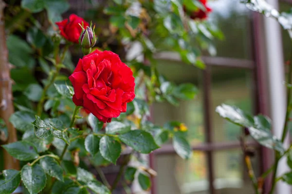 Primer Plano Una Hermosa Rosa Roja Jardín — Foto de Stock