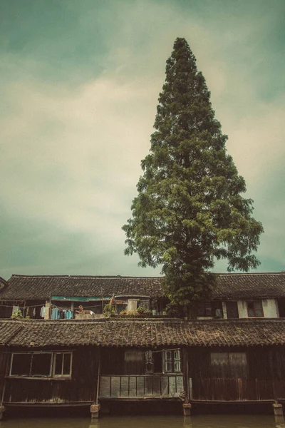 A vertical shot of a tree growing on a roof an old house by a canal in a water village Wuzhen, China