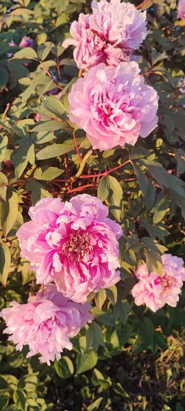 Gorgeous Vertical Shot Herbaceous Pink Peony Flowers Growing Bush Sun — Stock Photo, Image