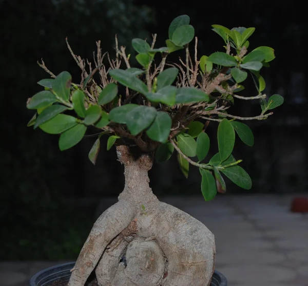 Detailní Záběr Malého Stromečku Květináči Zelenými Listy Bonsai Koncept — Stock fotografie