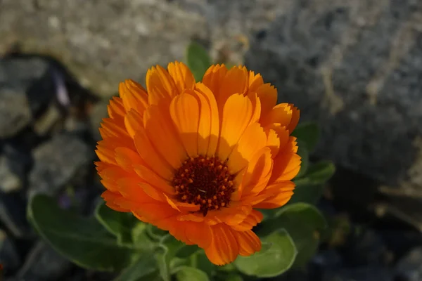 Hildesheim, Lower Saxony, Germany, sunny spring day, marigold, Calendula officinalis