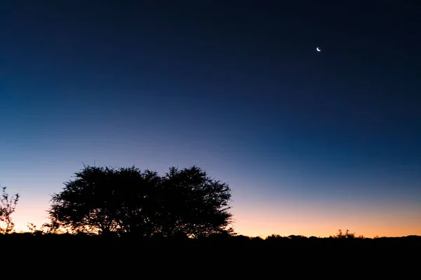 Silhouetten Van Bomen Tegen Donkerblauwe Lucht Nachts Namibië Afrika — Stockfoto