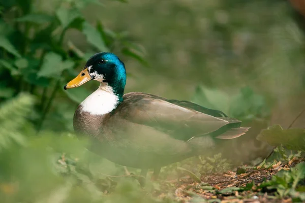 A duck with a green head in a forest in a blurred background