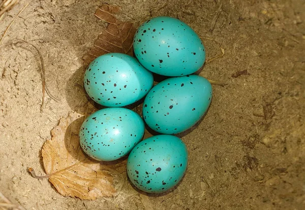 Een Top Uitzicht Van Merel Eieren Een Nest Een Boom — Stockfoto