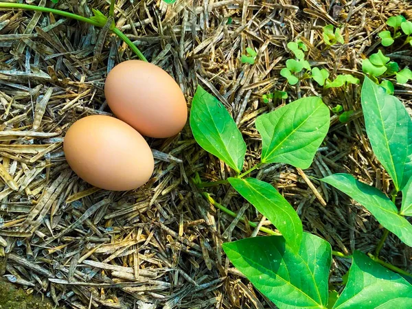 Two Eggs Ground Dry Grass Fresh Plants Corner — Stockfoto