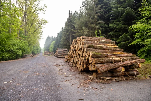 Macaristan 'ın Zalaegerszeg kentindeki Csacs Botanik Bahçesi (Csacsbozsoki Botanik Bahçesi)