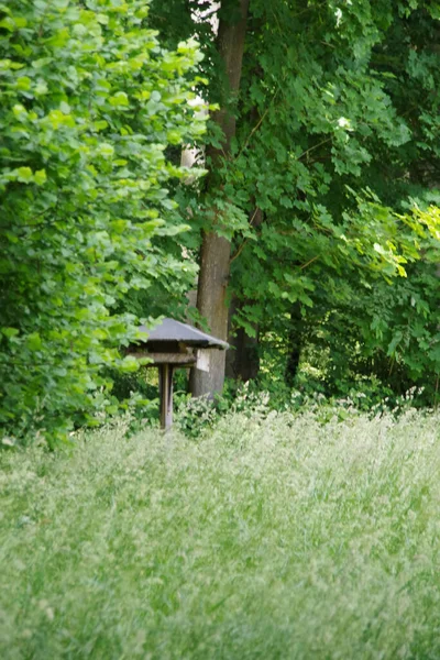 Ormanın kenarındaki kuş besleyicisinin güzel bir manzarası.