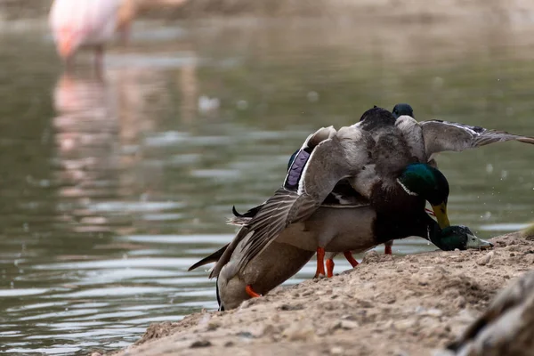 Closeup Mallard Pinning Another Mallard Beak Lake — Stockfoto