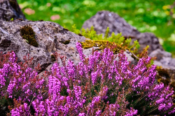 Vibrant Pink Heathers Romania — Foto de Stock