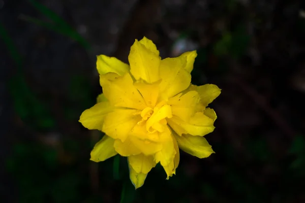 Closeup Shot Beautiful Wild Daffodil Flower Background Dark Green Leaves — Fotografia de Stock