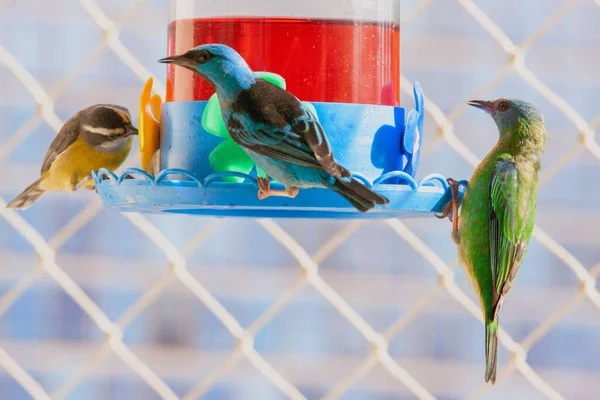 Three Tropical Colorful Birds Perched Feeder — Photo