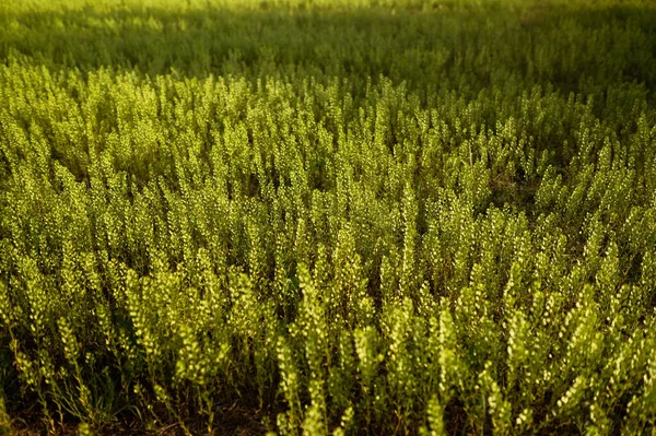 Green Marsh Elders Plants Field Sunlgiht — Stock Photo, Image