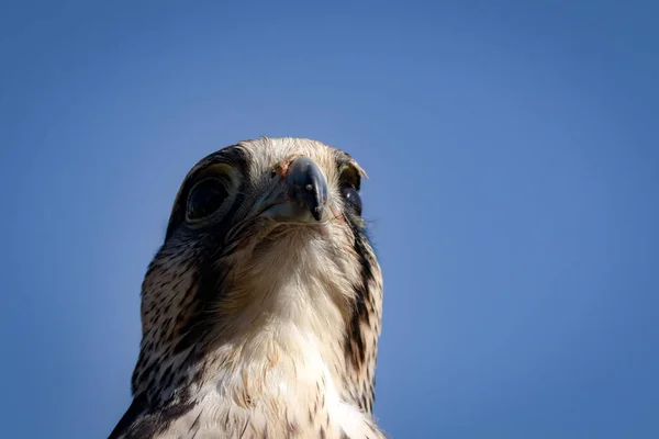 Head Shot Powerful Lanner Falcon Falco Biarmicus Clear Blue Skies — Stock Photo, Image