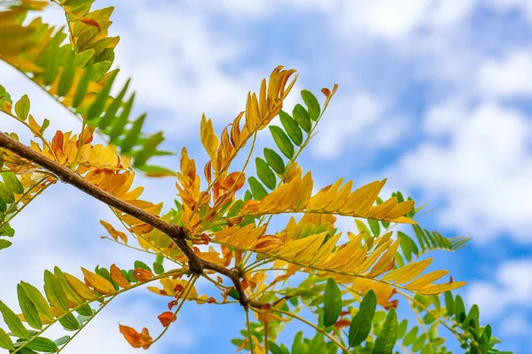 autumn leaves of honey locust tree against blue sky