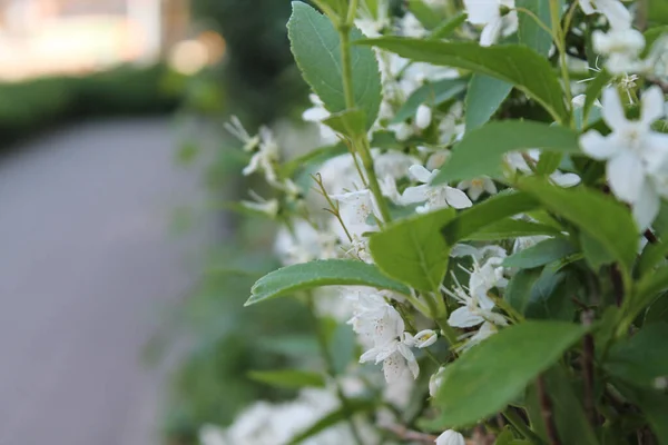 White Flowers Sidewalk Close — Stock fotografie