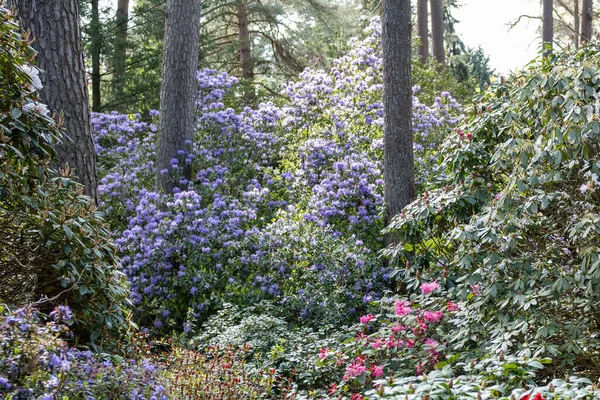 Nahaufnahme Von Rhododendron Blüten Der Sonne — Stockfoto