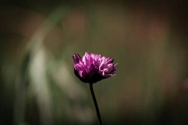 美丽的紫色花朵在草地上松驰 — 图库照片