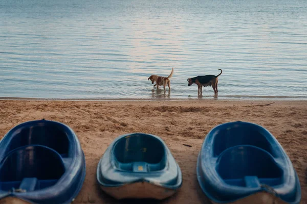 前面にカヤックでモーリシャスの水で遊んで2匹の犬の風景 — ストック写真