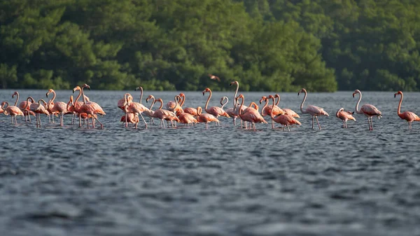 Красивый Снимок Пламени Розовых Фламинго Валяющихся Воде Лесном Фоне — стоковое фото