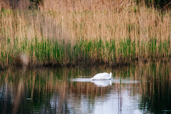 Primo Piano Bellissimo Cigno Uno Stagno — Foto Stock