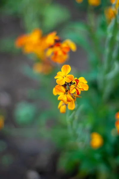 Ein Flacher Fokus Der Gelben Erysimum Cheiri Blume Mit Einem — Stockfoto