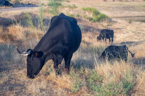 一头黑牛在埃斯特雷马杜拉的牧场里吃草和橡木 头上长着许多苍蝇 吃着草和橡木 — 图库照片