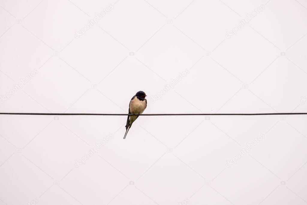 The swallow sits on the wires and looks around against the blue sky.