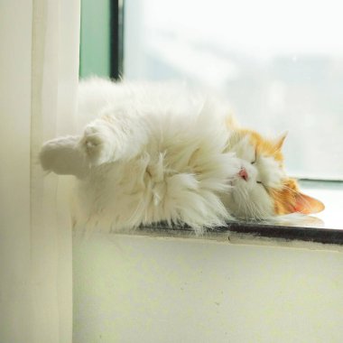 A beautiful furry cat laying on the window sill