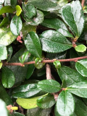 Parkta güneş ışığı altında yeşil yaprakların yakın çekimi.