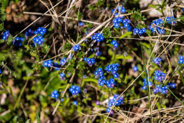 Bahçede açarken Beni unutma