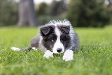 Parkta çimlerin üzerinde yatan bir Collie köpeğinin yakın çekimi.