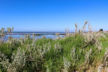 vegetation on sand dunes at seaside