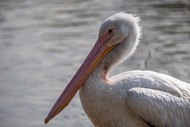 A closeup of a beautiful pelican bird next to a lake