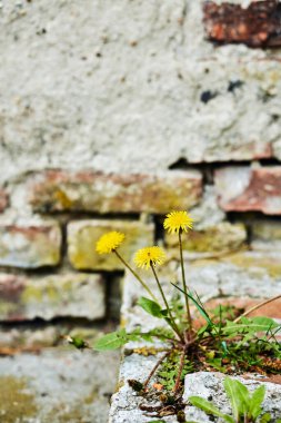 A vertical shot of three small dandelion flowers on the blurred background of a brick wall