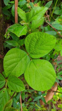 A vertical top view of fresh green leaves of the plants in the garden