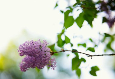 Bahçede çiçek açan leylak dalının (şırınga vulgaris) yakın plan çekimi.