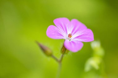Herb Robert Flowers 'ın Zalaegerszeg, Macaristan' daki Csacsi botanik bahçesindeki bulanık arkaplan fotoğrafı.