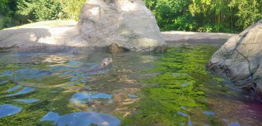 Göldeki dev su samuru Pteronura brasiliensisin Latince.