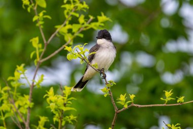 Doğudaki Kingbird 'e yakın çekim, daldaki Tyrannus Tyrannus. Sığ odak.